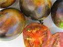 Tomato - Cosmic Eclipse - New!! Extraordinary!!