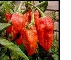 Bhut Jolokia - Ghost Pepper 10 seeds - One of the Hottest peppers in the world!