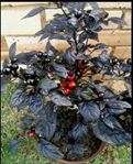 Pepper seeds Black Pearl. Rare!!