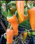 Pepper seeds Bulgarian Carrot