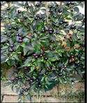 Pepper seeds Filius Blue - Heirloom