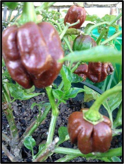Pepper seeds Habanero Chocolate 10 seeds - Heirloom - Extremely hot!