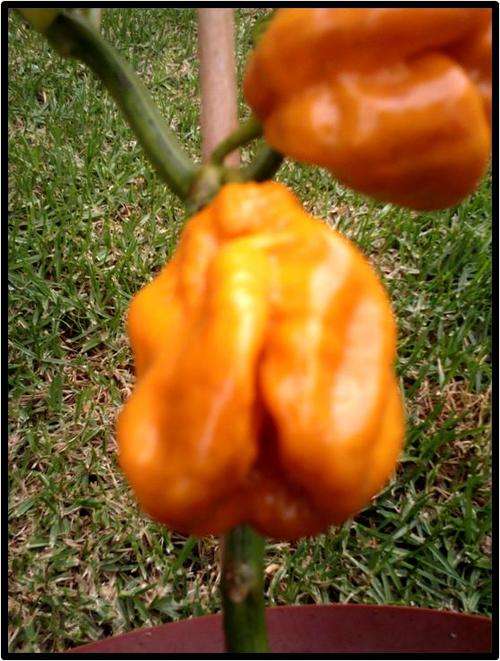 Pepper seeds Habanero Orange 10 seeds - Heirloom - Extremely hot!