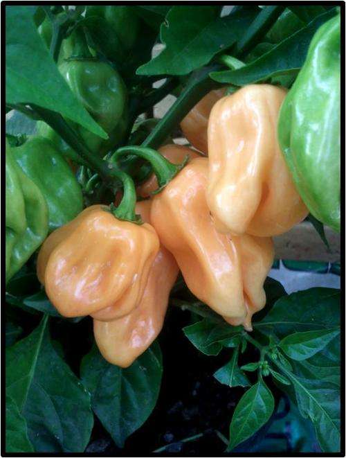 Pepper - Habanero Peach 10 seeds - Heirloom - Extremely hot!