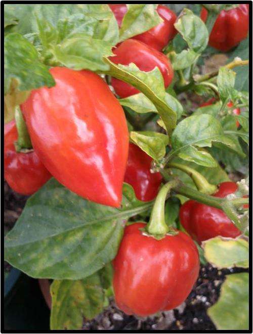 Pepper seeds Habanero Red 10 seeds - Heirloom - Extremely hot!