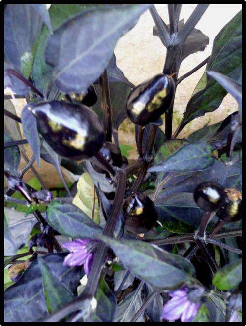 Pepper seeds Peruvian Purple - Heirloom