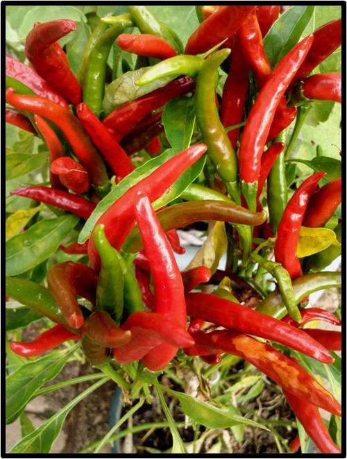 Pepper seeds Poinsettia - Heirloom