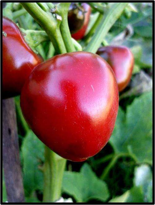 Pepper seeds Red Cherry - Heirloom