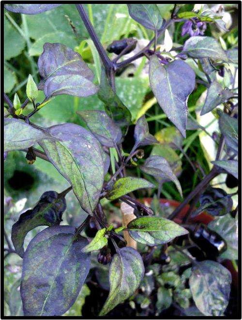 Pepper seeds Tri-color Variegato 10 seeds - Hot!