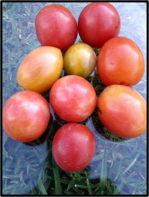 Tomato seeds Amish Smudge 10 seeds - Heirloom - Very rare!!