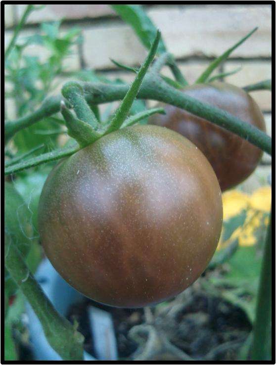Tomato seeds Black cherry - Very rare!!