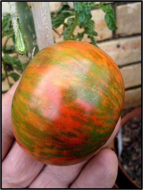 Tomato seeds Chocolate Stripes 10 seeds - heirloom