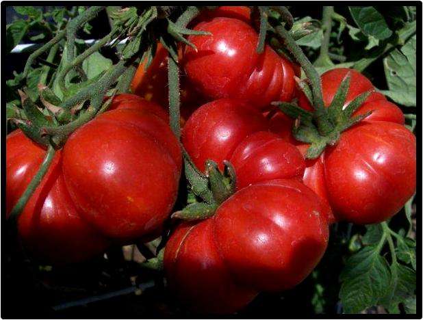 Tomato seeds Costoluto Genovese - heirloom