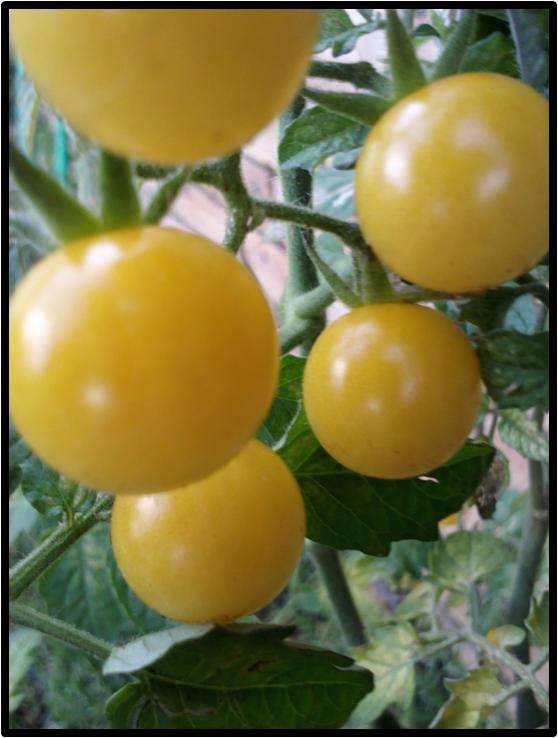 Tomato seeds Coyote 10 seeds - Heirloom