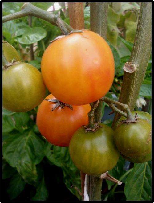Tomato seeds Isis Candy Cherry 10 seeds