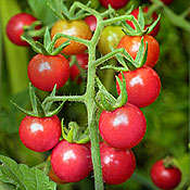 Tomato seeds Matt's Wild Cherry