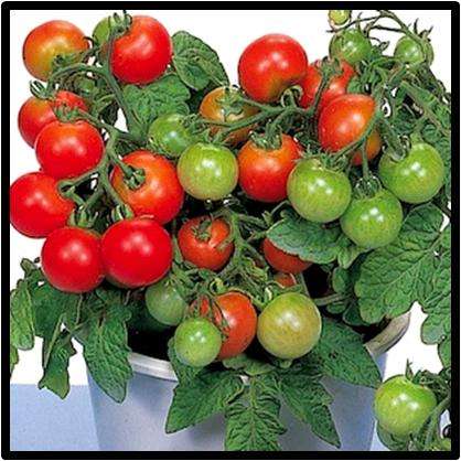Tomato seeds Red Robin cherry - Heirloom