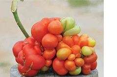 Tomato seeds Reistomate - Heirloom - Extremely rare!!