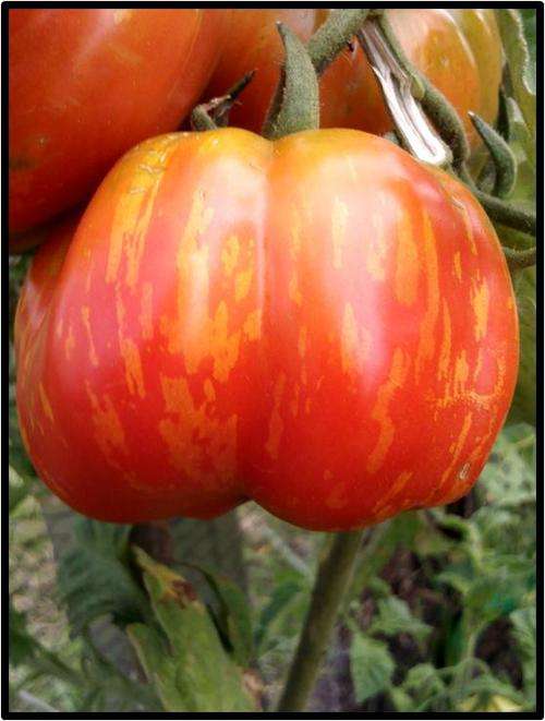 Tomato seeds Striped Cavern 10 seeds