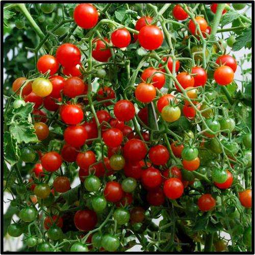 Tomato seeds Sweet Pea Currant Cherry 10 seeds - Heirloom