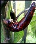 Pepper seeds Cayenne Purple - Heirloom