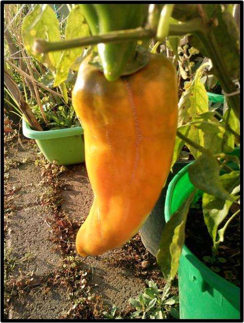 Pepper seeds Corno di Toro Giallo  - Heirloom
