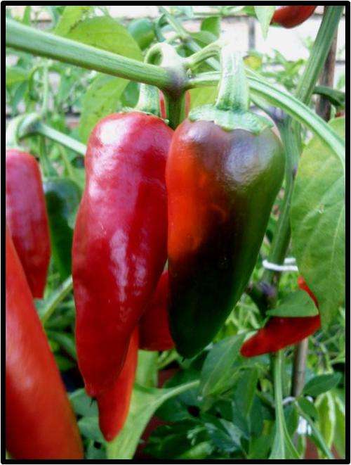 SALE 25% OFF TIL XMAS!! Pepper - Fish 10 seeds