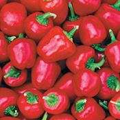 Pepper seeds Miniatrue Red bell