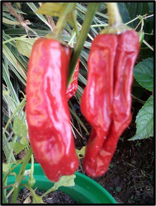 Pepper seeds Pepperoncini - Heirloom