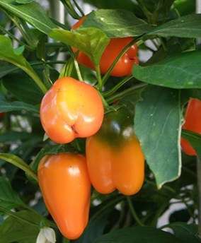 SALE 25% OFF TIL XMAS!! Peppers - Yummy 10 seeds