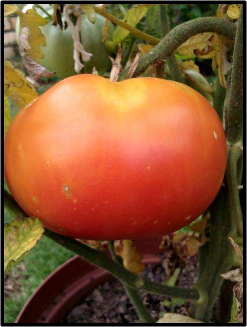 Tomato seeds Big Rainbow 10 seeds - Heirloom