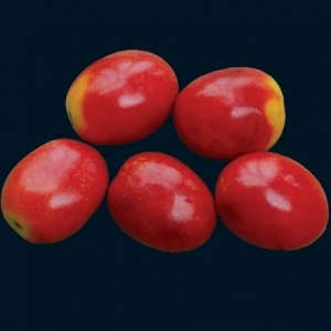 Tomato seeds German lunchbox 100 seeds - Heirloom