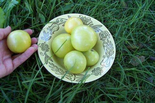 Tomato seeds Giraffe 10 seeds - Heirloom