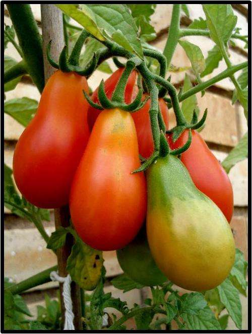 Tomato seeds Red Pear - Heirloom - Very rare!!