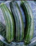 Squash seeds Cocozelle Zucchini - Heirloom