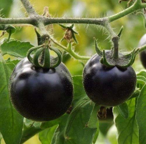 Tomato - Indigo Rose 10 seeds - Rare!! Healthy! Very popular!