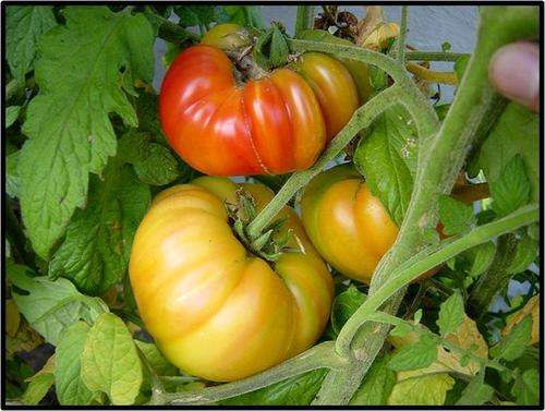 Tomato seeds Pineapple 10 seeds - New!
