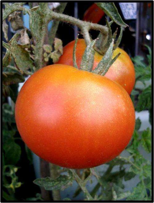 Tomato seeds Rutgers 10 seeds