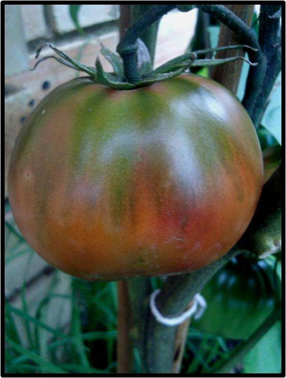 Tomato seeds Seaman 10 seeds