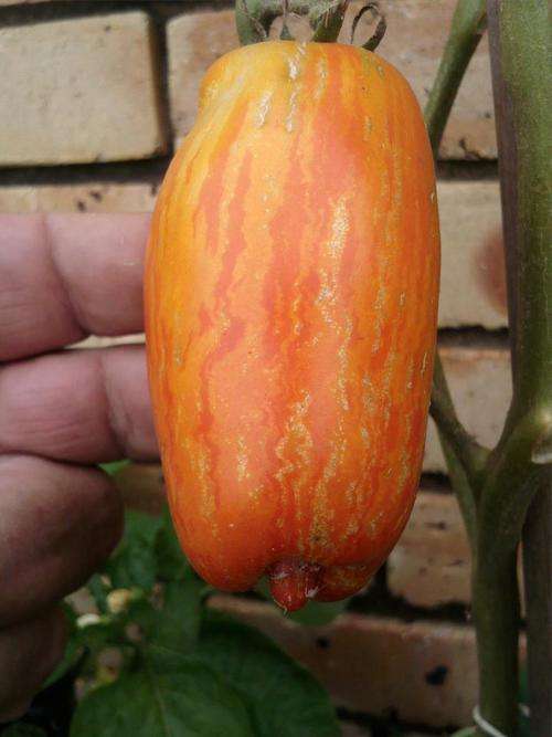 Tomato seeds Speckled Roman 10 seeds