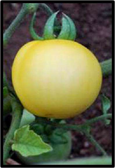 Tomato seeds Transparent 10 seeds - Rare - New!