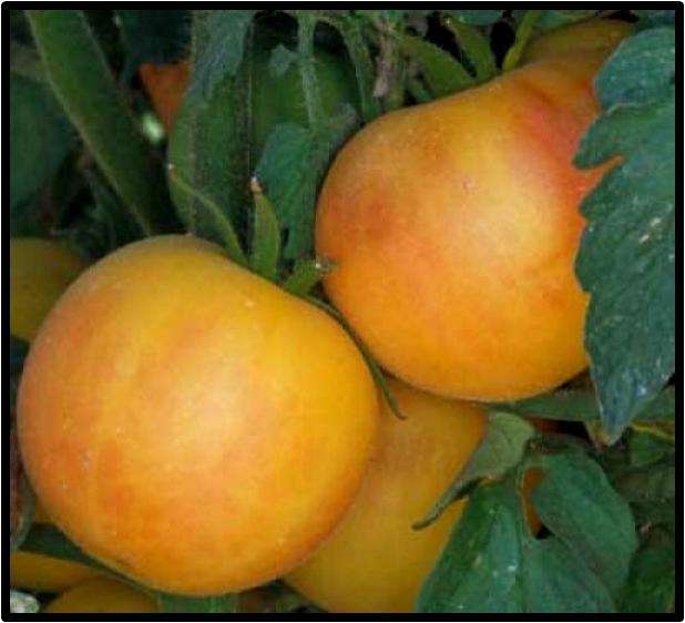 Tomato seeds Wapsicon Peach 10 seeds - New!