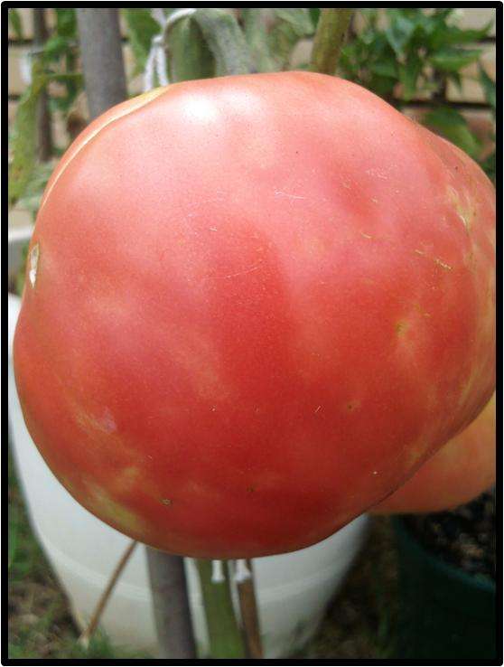 Tomato seeds Brandywine Pink 10 seeds
