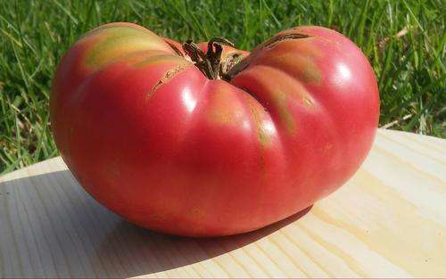 Tomato seeds Earl's Faux 10 seeds  - New!
