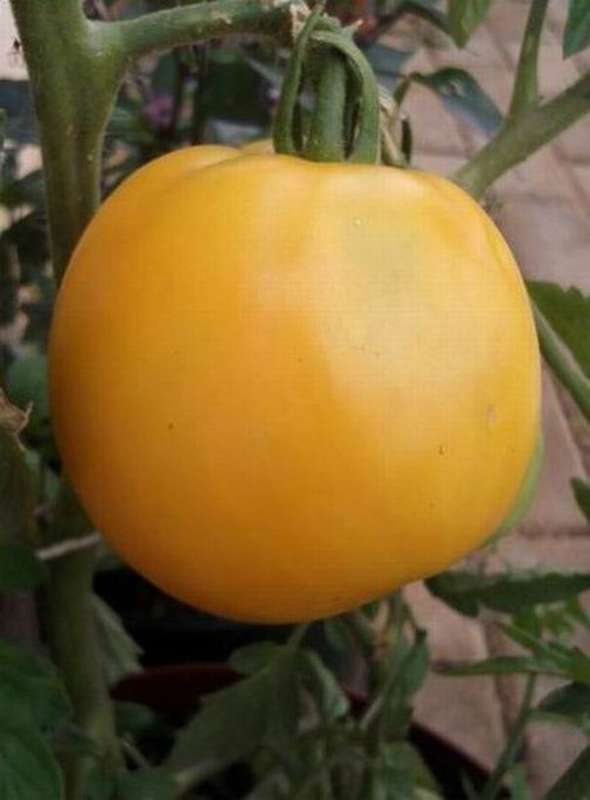 Tomato seeds Jubilee 10 seeds