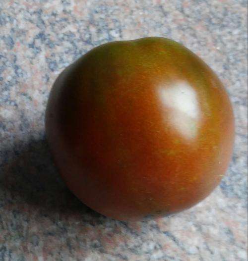 Tomato seeds Nyagous 10 seeds - Exquisite - New!