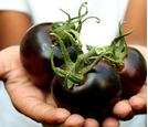 Tomato seeds OSU Blue 10 seeds - Extremely rare - New and Limited!