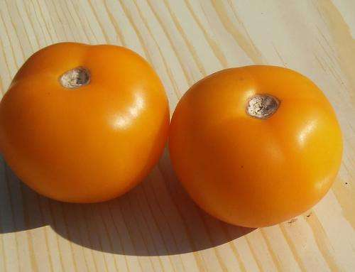 Tomato seeds Golden Sunrise 10 seeds