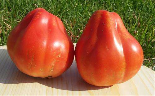 Tomato seeds Goldman's Italian American 10 seeds - Unusual - New!