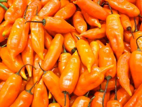 Pepper seeds Aji Amarillo 10 seeds - Very rare!!